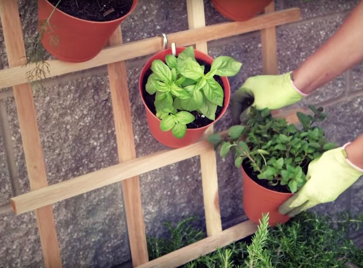 PlantCalifornia's tweet photo. Vertical gardening maximizes space, lessens the impact of some garden pests, and provides great visual interest to any back yard!
•
Use these tips to craft own perfect vertical garden here: https://t.co/9xENVR0cBX https://t.co/5Dv5SD3ah5