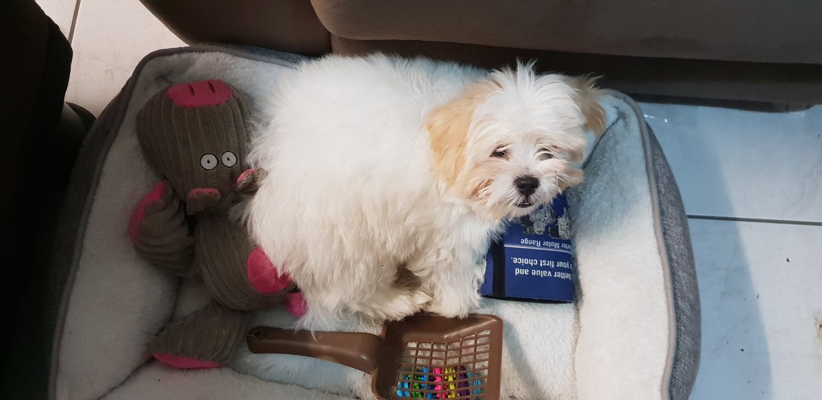 SovietUnionVr's tweet photo. @MattMcMuscles @WoolieWoolz @AngriestPat You guys rule! Hope y'all feeling better in the new year. Fyi this is my first dog in 15 years and he seems to help cheer folks up. Say hello to my pup Mojo! https://t.co/g0gGkcx2zK