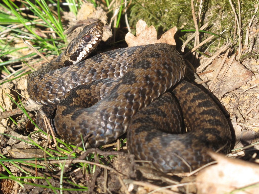 Herpetallogy On Twitter There Are 3 Species Of Snakes That Are