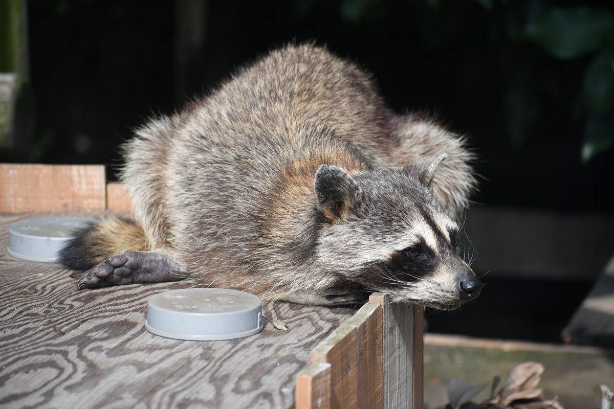 134 いろんな顔のアライグマなのだ