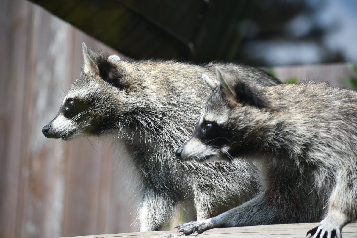 134 いろんな顔のアライグマなのだ