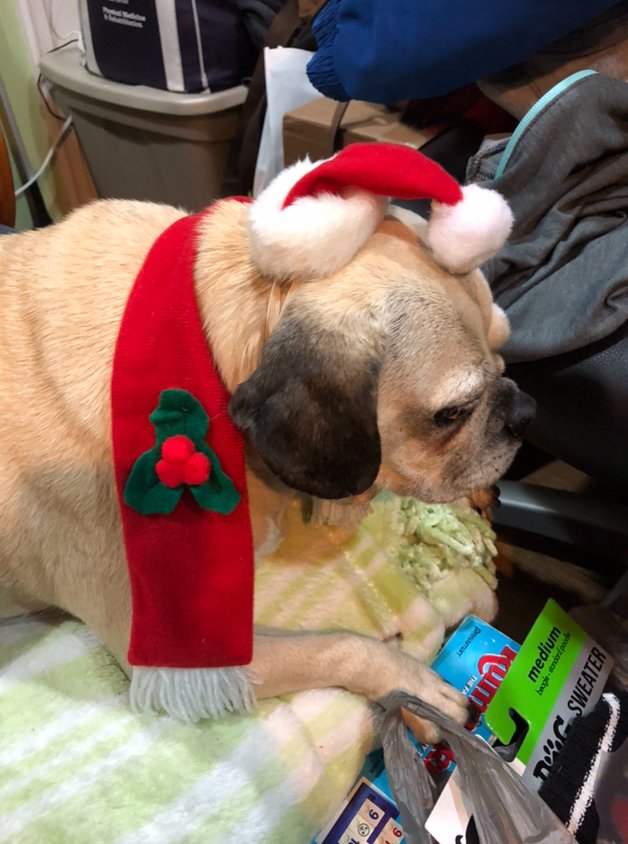 King_Spry_Law's tweet image. KingSpry intern Hannah Phillips and her little Peanut want to wish everyone a Happy New Year!! #dogsofdecember #lawsandpaws #kingspryholiday