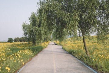 Mkktarat's tweet photo. ويبقى الأصفر هو لون الحياة والجمال 🌼. https://t.co/HXnvVydRhi