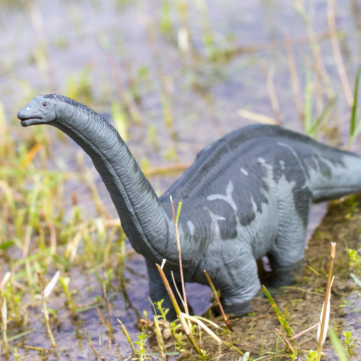 SafariLtd's tweet photo. The Apatosaurus was one of the largest terrestrial animals to have ever existed, measuring at least 70 feet in length and weighing about 20 tons! #SafariLtd #LOVESafari https://t.co/V31ytrtQsp https://t.co/JUFkz7EWCi