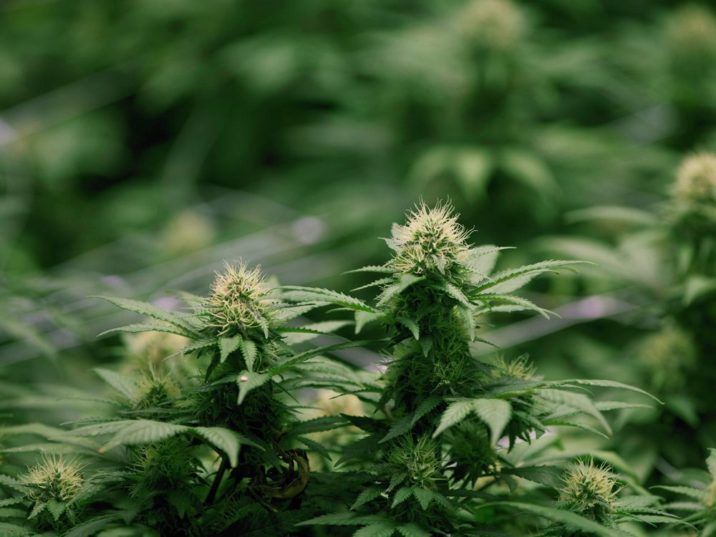 Pharmaceutical-grade cannabis with THC shown to relieve fibromyalgia pain bit.ly/2Q5siHs