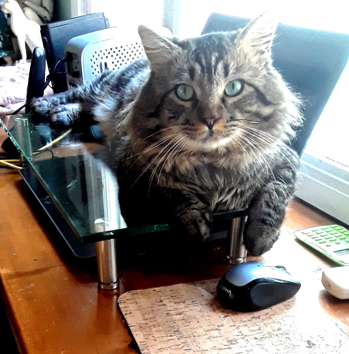 susanreader's tweet image. Connected