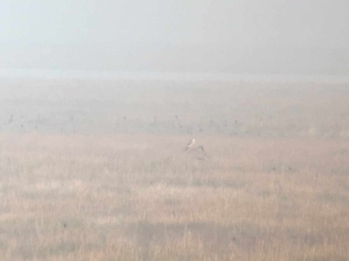daveliverbirder's tweet photo. Enjoyable mooch around Marshside this afternoon. Stacks of geese and ducks. GWE, 5 Merlin, 2 Peregrine, SEO, Hen Harrier, c70 Twite, loads of waders inc Ruffs and loads of Goldies #birding #offpatch https://t.co/nOzRMLBk2I