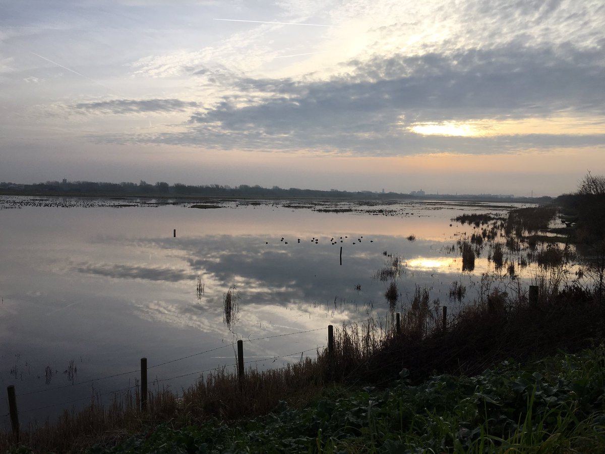 daveliverbirder's tweet photo. Enjoyable mooch around Marshside this afternoon. Stacks of geese and ducks. GWE, 5 Merlin, 2 Peregrine, SEO, Hen Harrier, c70 Twite, loads of waders inc Ruffs and loads of Goldies #birding #offpatch https://t.co/nOzRMLBk2I