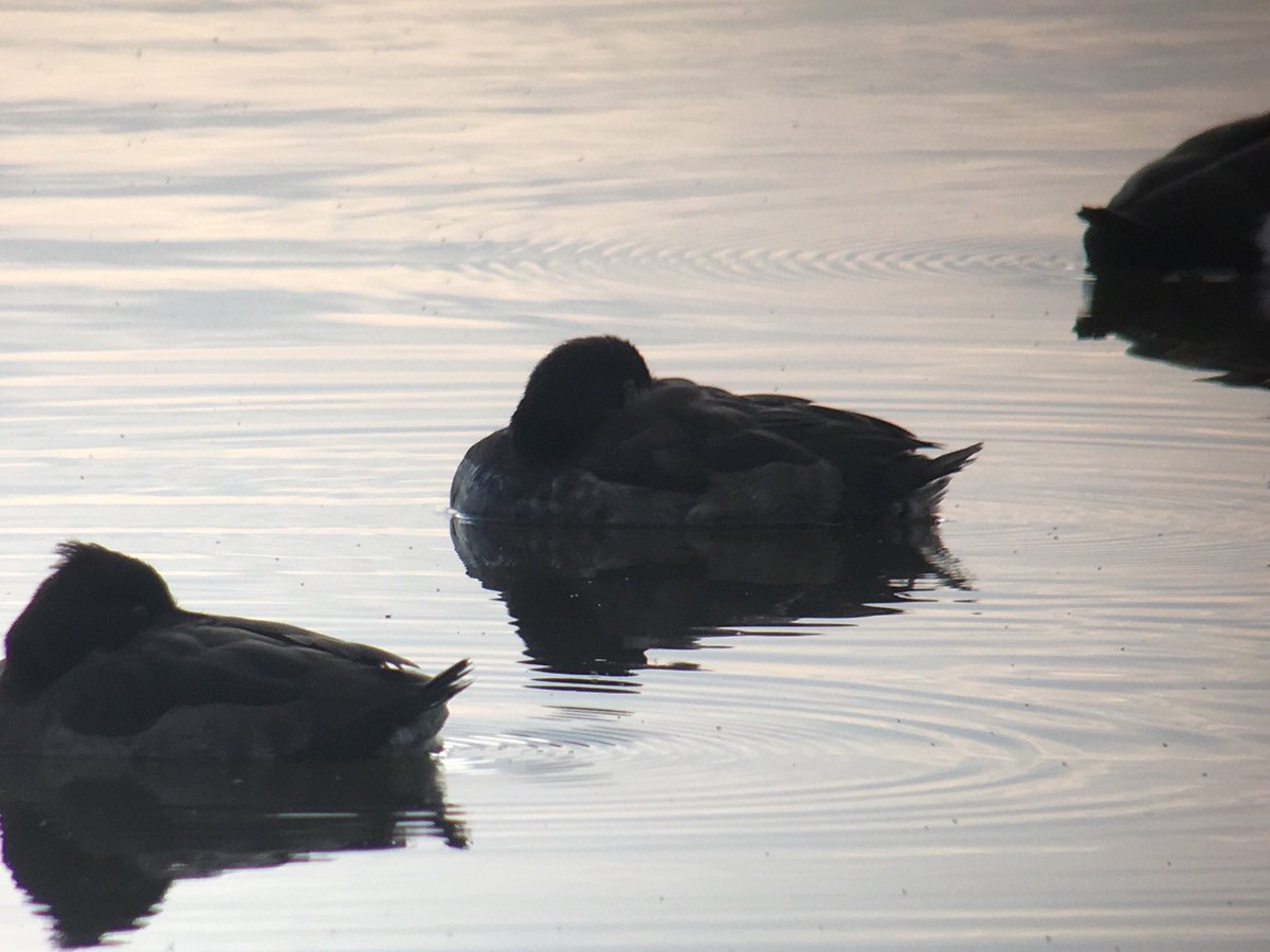 daveliverbirder's tweet photo. Enjoyable mooch around Marshside this afternoon. Stacks of geese and ducks. GWE, 5 Merlin, 2 Peregrine, SEO, Hen Harrier, c70 Twite, loads of waders inc Ruffs and loads of Goldies #birding #offpatch https://t.co/nOzRMLBk2I