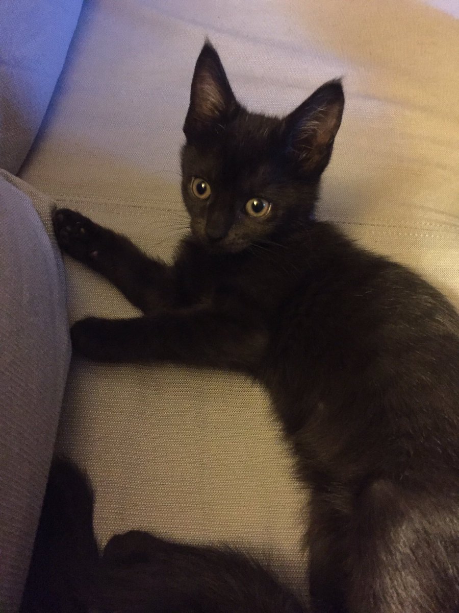 DavidMRoller's tweet photo. If you’re looking to adopt a kitten that purrs every time it’s near you, falls asleep on you while you’re watching tv, and goes limp in your hands on a regular basis, hit me up. #qualitycat https://t.co/OgzdC64HOO
