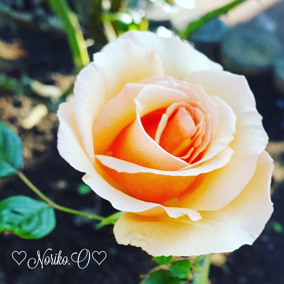 Nonno2200's tweet photo. #おはよう 
#goodmorning 
#写真好きな人と繋がりたい
#ファインダー越しの私の世界 
#roses 
#薔薇 
#flowers 
#flowerlovers
#flowerlife 
#花 
#花のある生活 
#お花と過ごす時間 
#2018december
#12月
#師走
#japan 
#今日の一枚 
#ガーデニング 
#冬支度
#winter https://t.co/S0BVRgC1gj