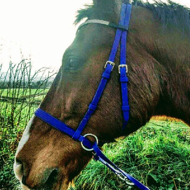 PhillippaC86's tweet photo. Anther bitless bridle ordered and delivered, this time a beautiful vegan friendly Dr Cook crossinder in vibrant purple.

#bitless #bitlessbridle #drcook #crossunder @artist_wells https://t.co/q6p9Hs1iUa