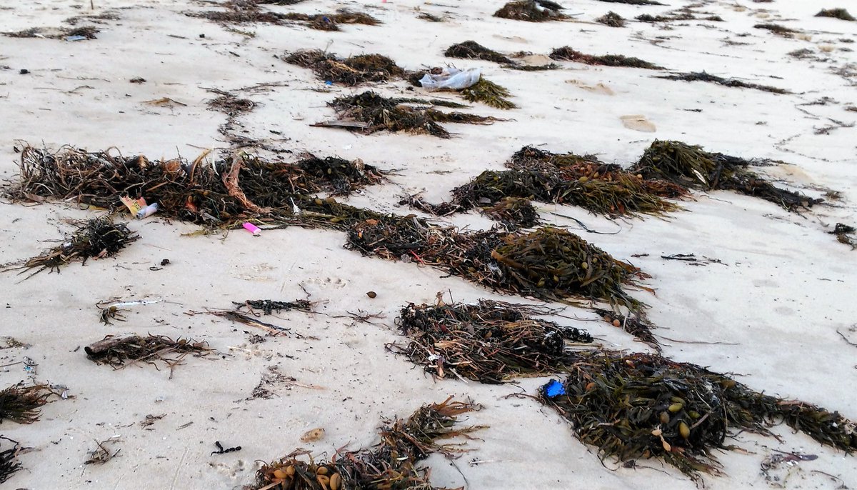 BrettAFlower's tweet photo. @deniseshrivell @BreakfastNews If you want to see the hypocrisy in her actions, have a look at the photos below. These were taken from Mr Morrison's electorate of Cook. #Wandabeach . There is no campaign for cleaner oceans. I've lived here for 10 years! I get his BS newsletters....😠 https://t.co/We5qcasqhU