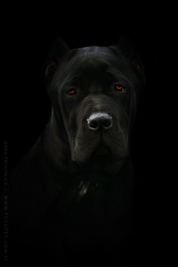 Marie29391908's tweet photo. Min fine bodyguard ❤️ I våras kom du till mig och sedan dess sover jag gott om nätterna. Vi tränar ihop och två gånger har du visat att du skyddar mig med ditt liv🙏Så snäll och underbar tills det är dags att skydda din kära, så underbar du är, min Caine❤️#cainecorso https://t.co/s98EduoOMu