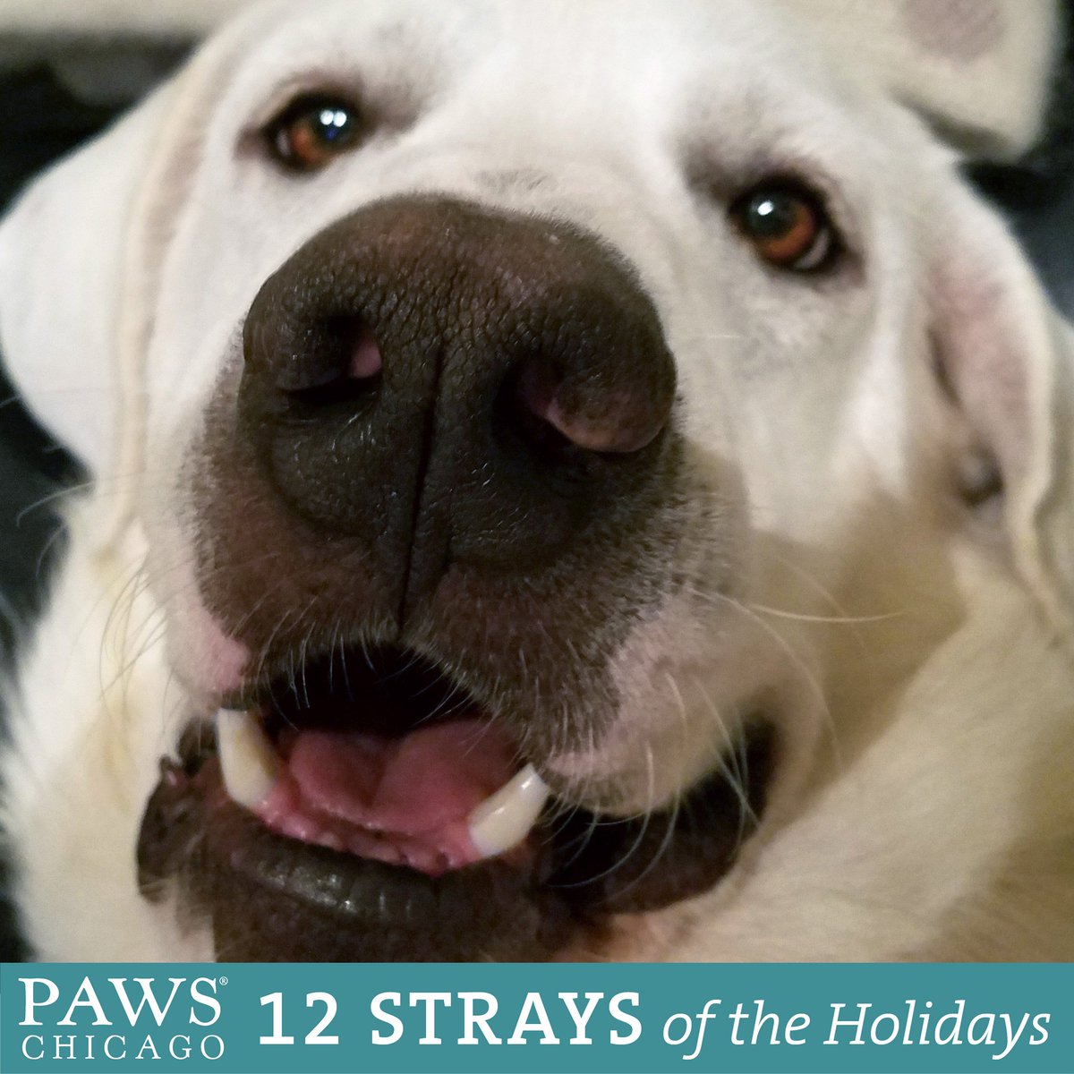 PAWSChicago's tweet photo. Hercules was in bad shape when he first arrived at #PAWSChicago and required an experienced #foster home to nurse him back to heath on his path to adoption. Will you help pets like Hercules by fostering? https://t.co/jOJuuHCYM0 #PAWS12strays https://t.co/LXRMiCWSDj
