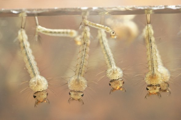 sciam's tweet photo. Mosquitoes could carry plastic particles into the food chain. Microplastics stay in the insects’ bodies from larva to adulthood. https://t.co/4bztZO2O9S #TopScience2018 https://t.co/NWUHGrHmvb