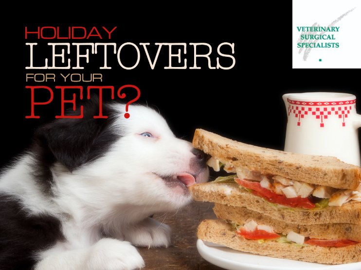 VSSOCTustin's tweet photo. Be Prepared When Your Pet Comes Begging: Essential diet no-no’s for the holiday season: https://t.co/dJzIczY23R https://t.co/ZVLx7aQ5Uf
