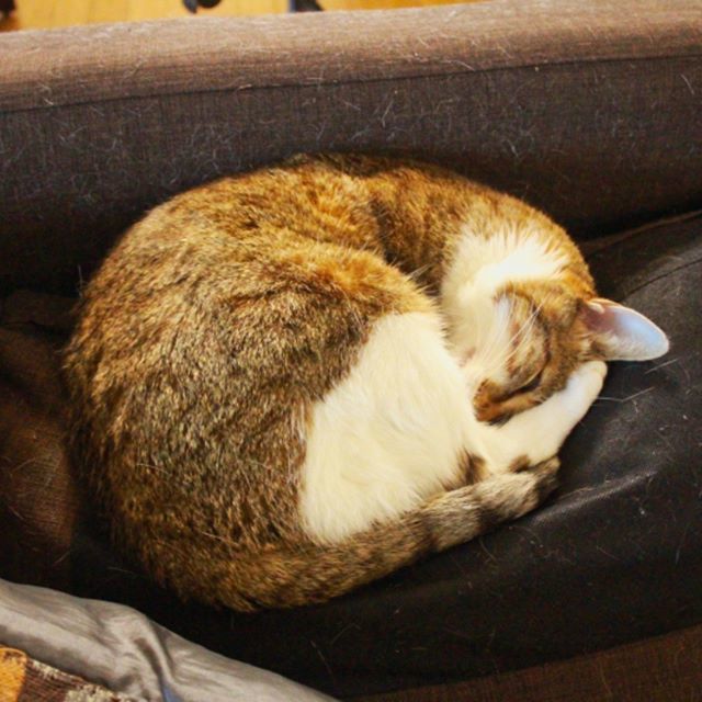 bit.ly/2GH9Nd0 >> Beau is spending boxing day as a bread roll. What's the cutest way your cat sleeps?

#sleepingcat #catsleeping #cute #adorable #sleeping #cat #kitten #cats #catsofinstagram #igcat #catsofig #kitten #whitecat #tabbycat #tabbiesofinstagram