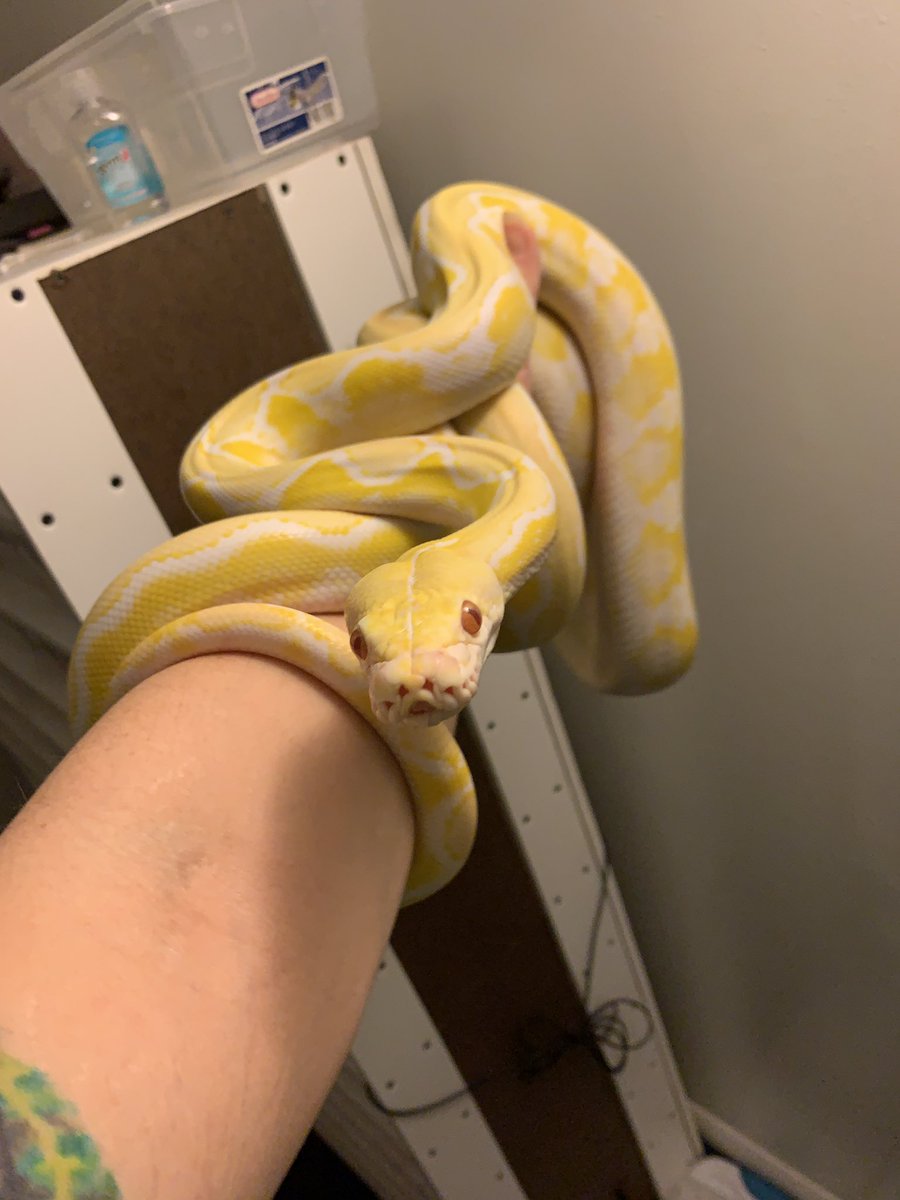 GearworkExotics's tweet image. WEW!!!! this is our dwarf sunfire white phase reticulate python - his name is Apollo @iceman_reptiles23 
#PythonReticulatus #ReticulatedPython #ForTheLoveOfTheHobby #DoubleMReptiles #icemanreptiles
