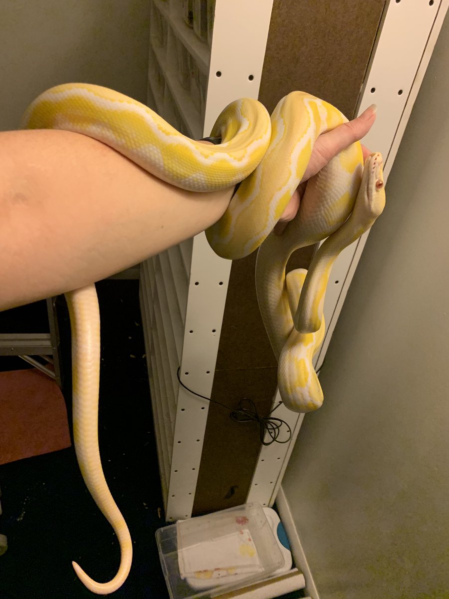 GearworkExotics's tweet image. WEW!!!! this is our dwarf sunfire white phase reticulate python - his name is Apollo @iceman_reptiles23 
#PythonReticulatus #ReticulatedPython #ForTheLoveOfTheHobby #DoubleMReptiles #icemanreptiles