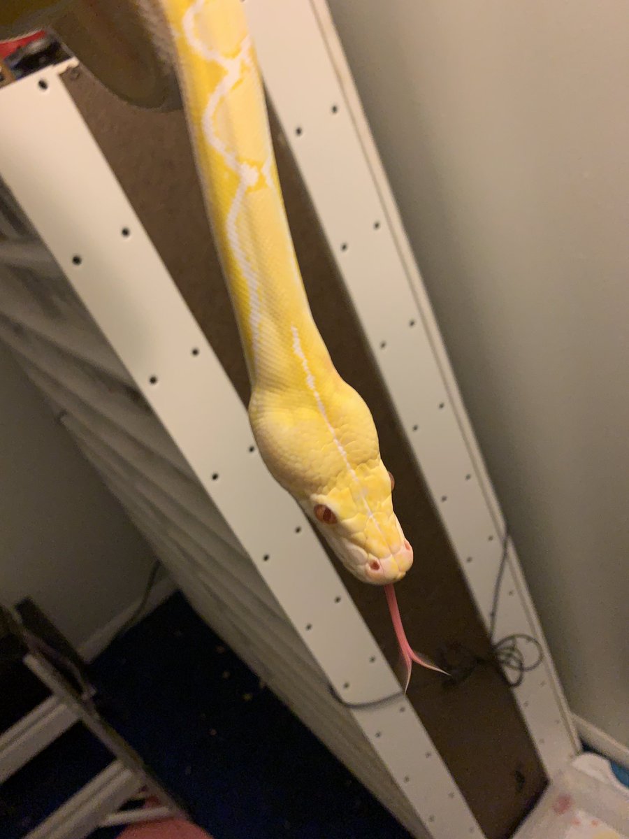 GearworkExotics's tweet image. WEW!!!! this is our dwarf sunfire white phase reticulate python - his name is Apollo @iceman_reptiles23 
#PythonReticulatus #ReticulatedPython #ForTheLoveOfTheHobby #DoubleMReptiles #icemanreptiles