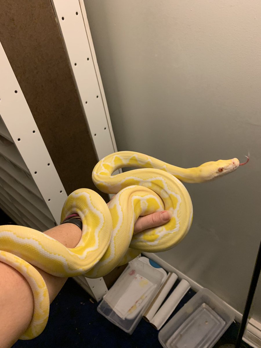 GearworkExotics's tweet image. WEW!!!! this is our dwarf sunfire white phase reticulate python - his name is Apollo @iceman_reptiles23 
#PythonReticulatus #ReticulatedPython #ForTheLoveOfTheHobby #DoubleMReptiles #icemanreptiles