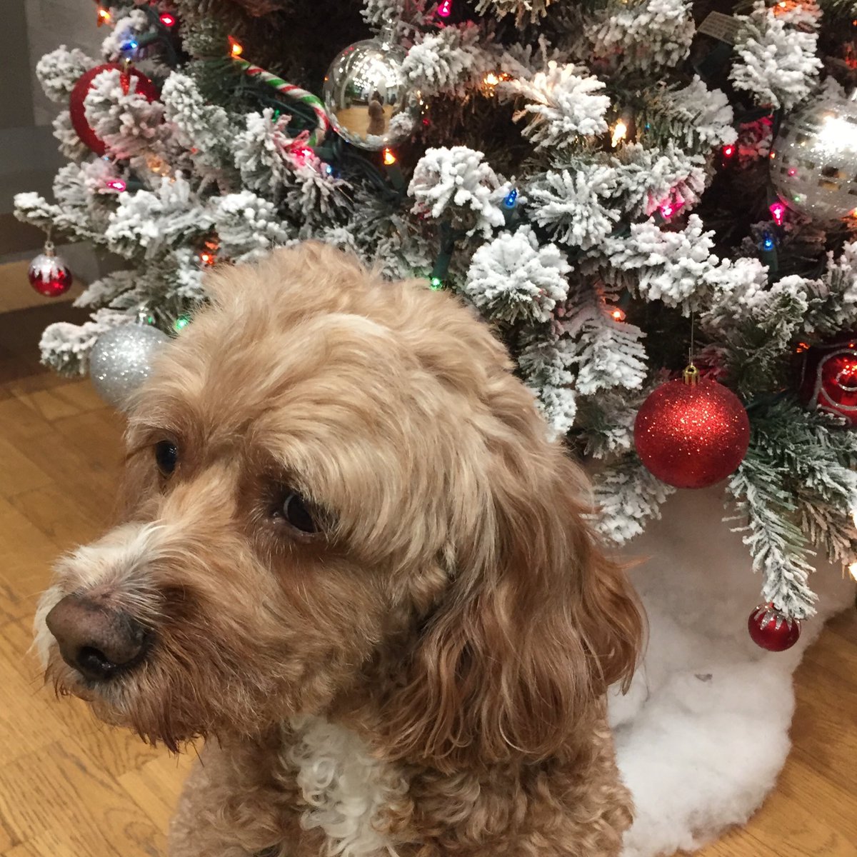 MeliFancy's tweet photo. #MaxForGood #TheGrinch thank you @barkbox https://t.co/9ECrgkv0Rt