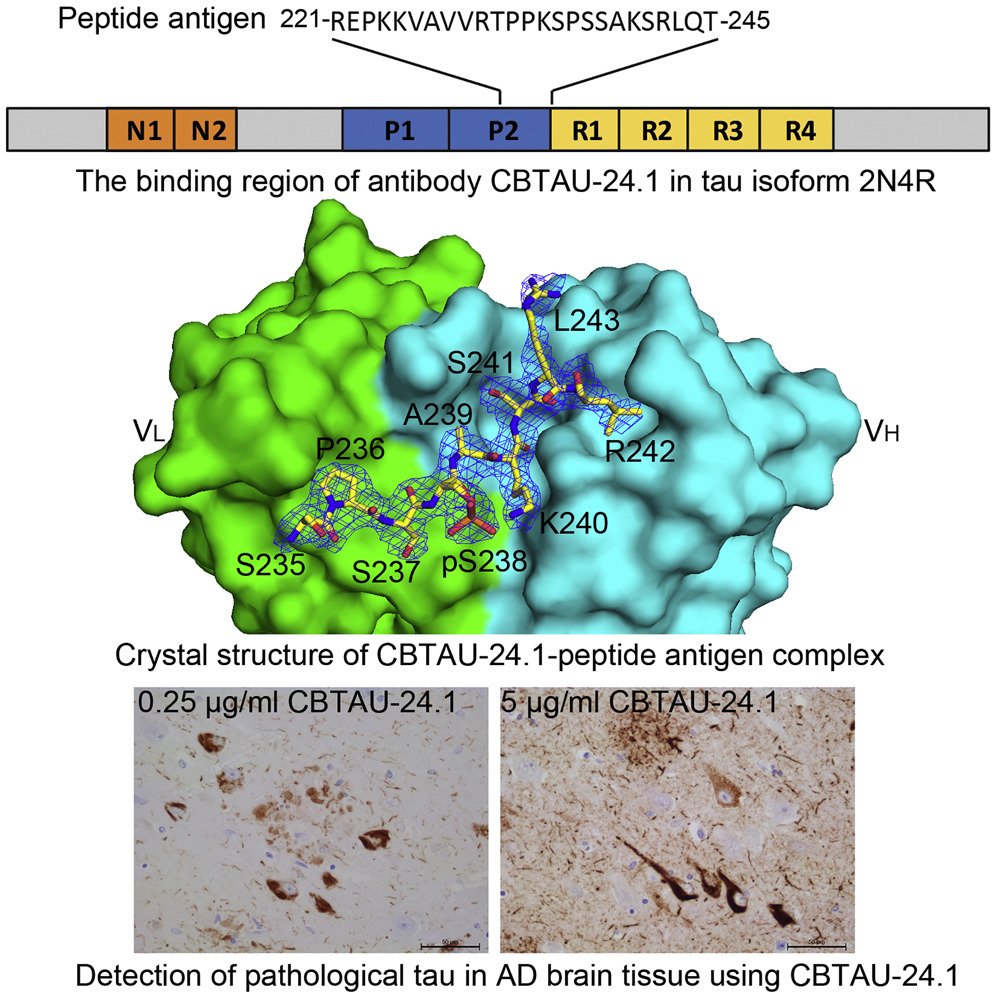 Cool new paper in #CellPress <a href="/Structure_CP/">Structure</a> identifying a new tau-specific antibody isolated from human memory B cells that recognizes a unique epitope and might be useful as a diagnostic/immunotherapy for #Alzheimer's cell.com/structure/full…