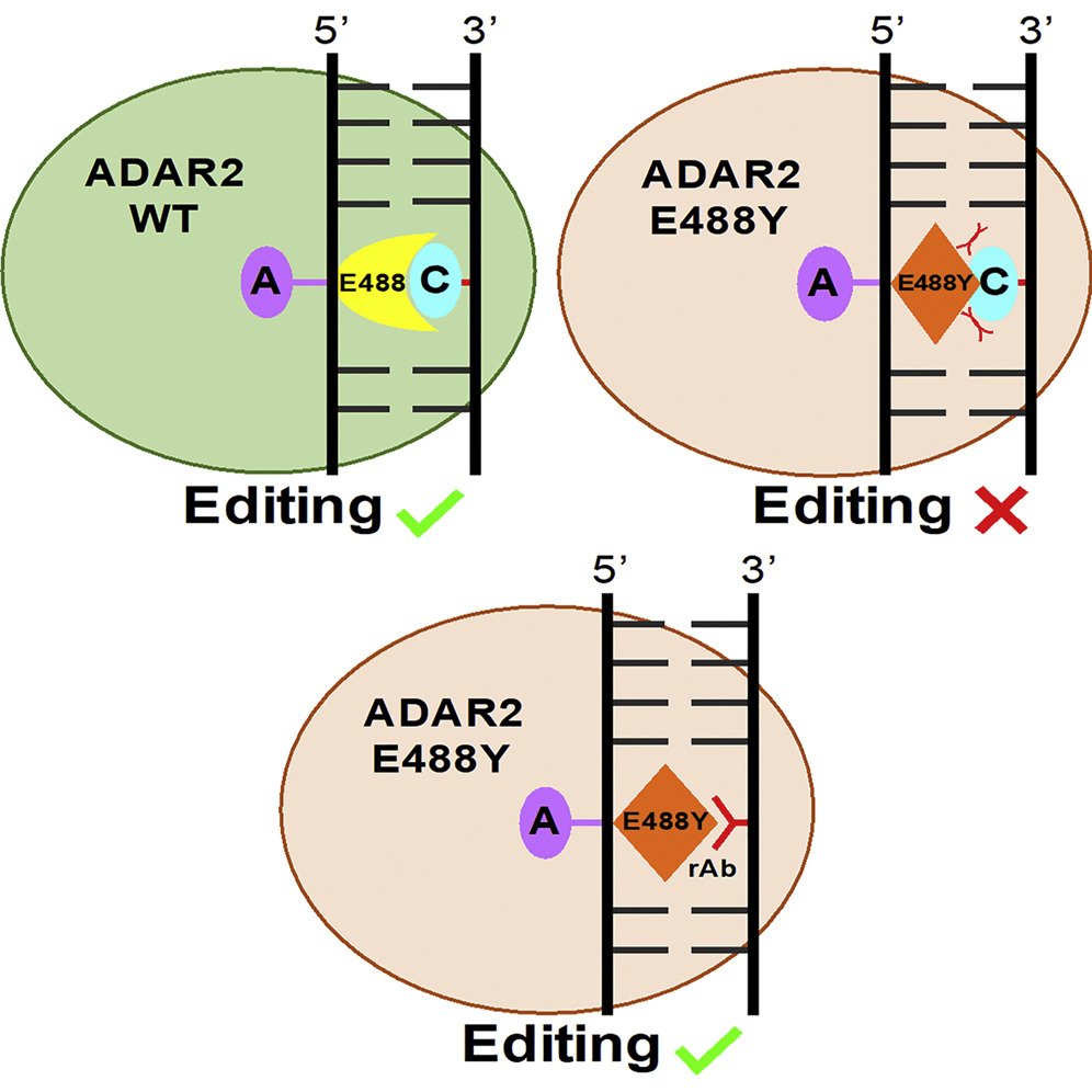 Engineering ADAR2 proteins to improve specificity and reduce-off target activity for site-directed RNA editing <a href="/CellChemBiol/">Cell Chemical Biology</a> cell.com/cell-chemical-…