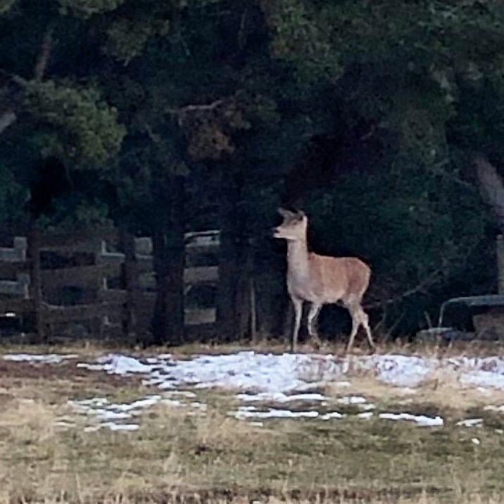 Estas son algunas de las fotos de la visita de Papá Noel por @Naturlandia con <a href="/PetitsViatgers/">Montse Delgado</a> . Podéis ver más fotos y stories en los perfiles de instagram de “PetitsViatgers” y de “PapaNoelAndorra”. #Andorra