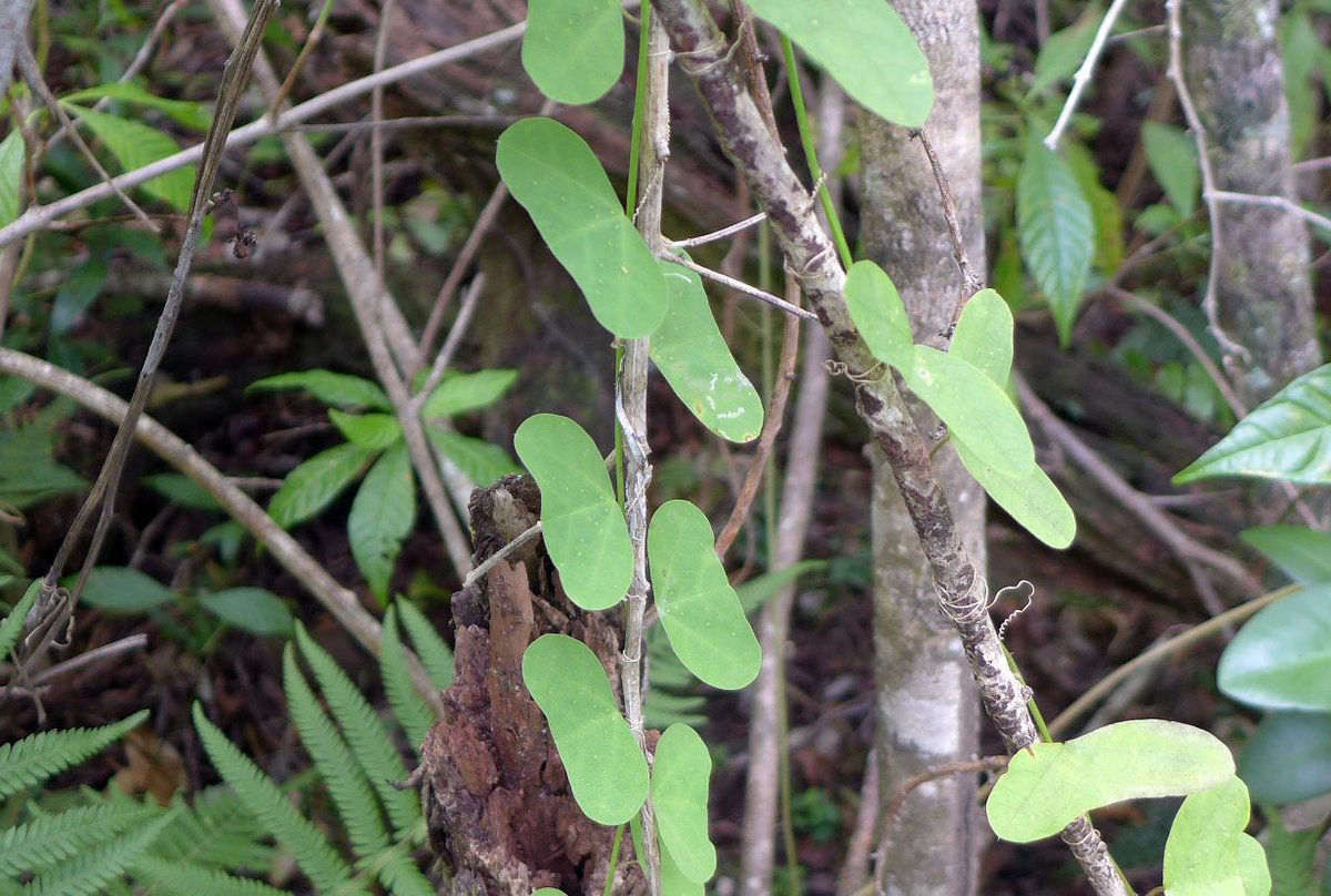 Get Jennifer Possley בטוויטר Passiflora Biflora Not Native To Us Desktop Wallpaper Free Get Wallpaper Jennifer Possley בטוויטר Passiflora Biflora Not Native To Us For Free