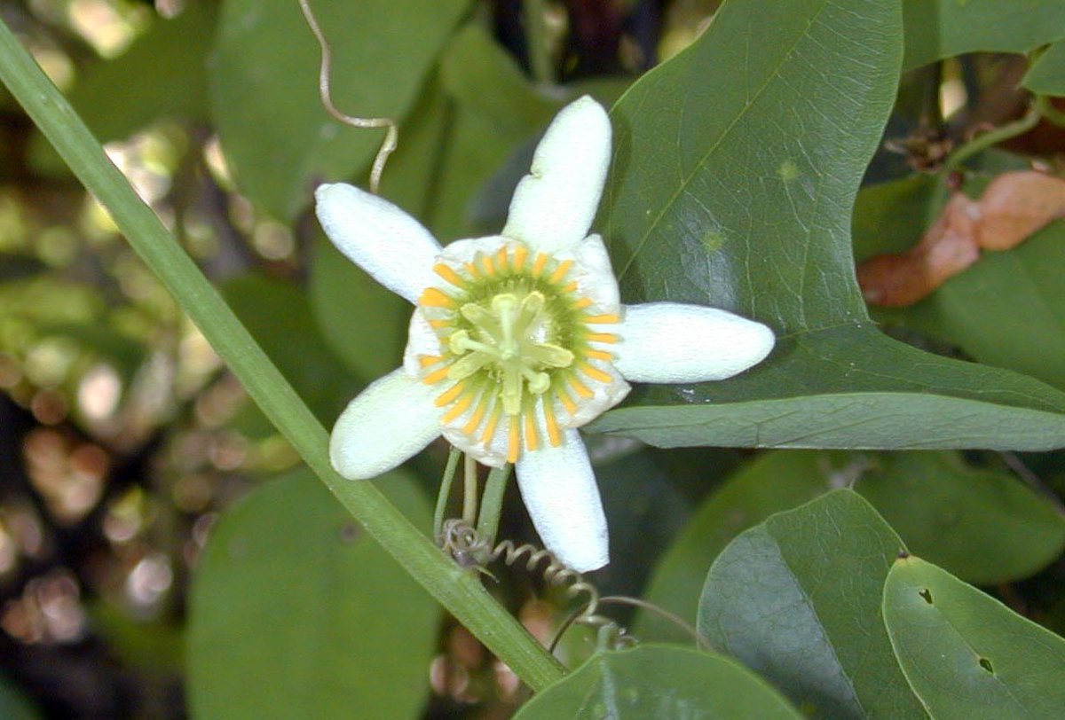 Get Jennifer Possley בטוויטר Passiflora Biflora Not Native To Us Desktop Wallpaper Get Wallpaper Jennifer Possley בטוויטר Passiflora Biflora Not Native To Us For iPhone Free