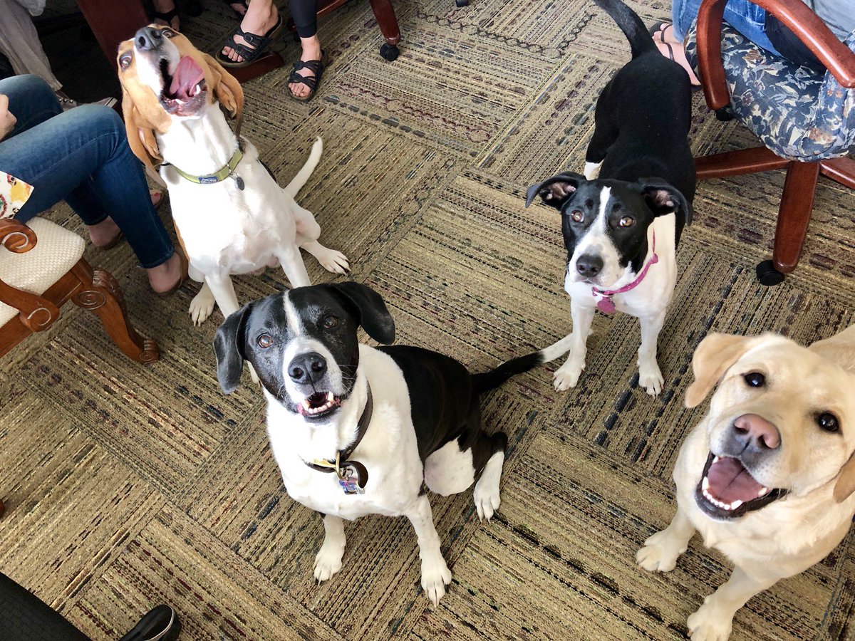 MazamaMedia's tweet photo. Happy New Year from the happiest bunch around! https://t.co/wZUbrH4tbH