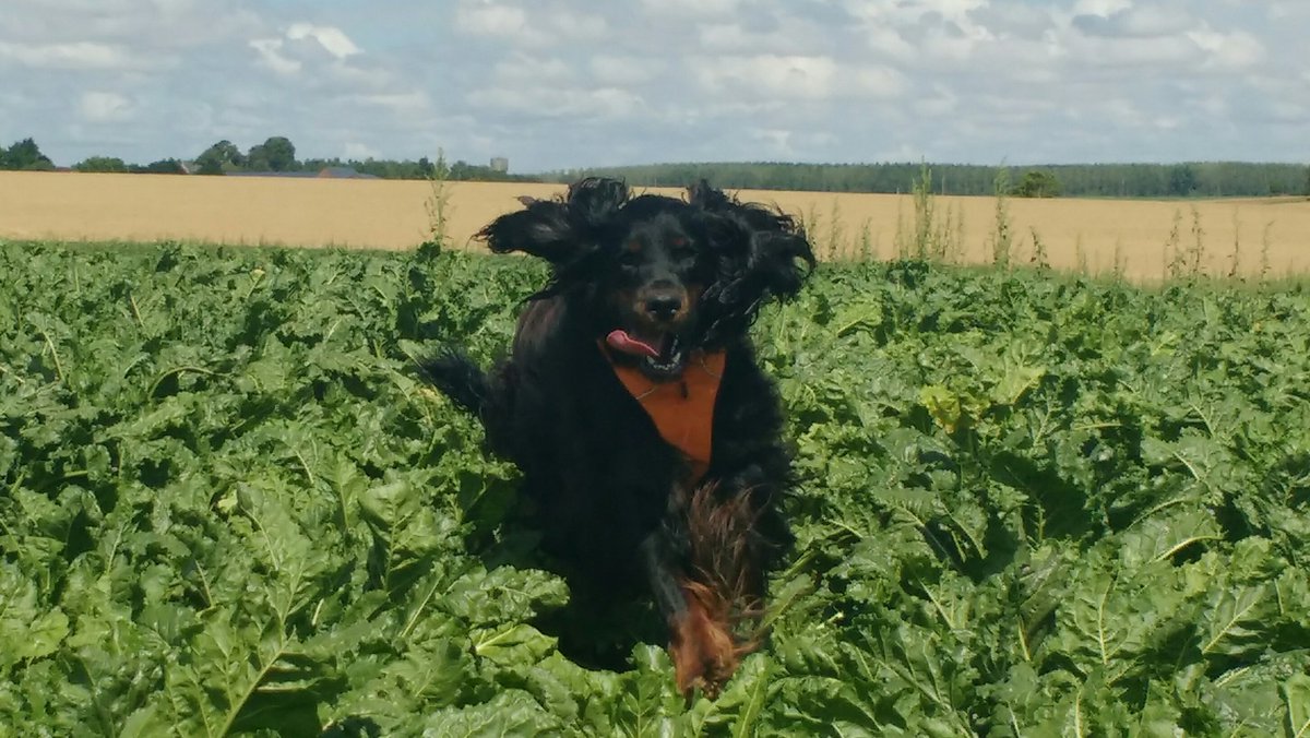 YveCtx's tweet photo. @LoranG76 @emma_ducros @L_Berthod @farmers3b @KINOU8409 @lesfromageurs @BegonThomas @ChouetteAgile @Fragritwittos @Entremont_Fr @vincentluherne @gregoireweber @Patoon68 @richesmonts_ Et ça fera le lien avec son petit voisin du 62 : je te présente
Overlord #BeautifulDarkness 😊 #SetterGordon https://t.co/I5aFDQYgNj