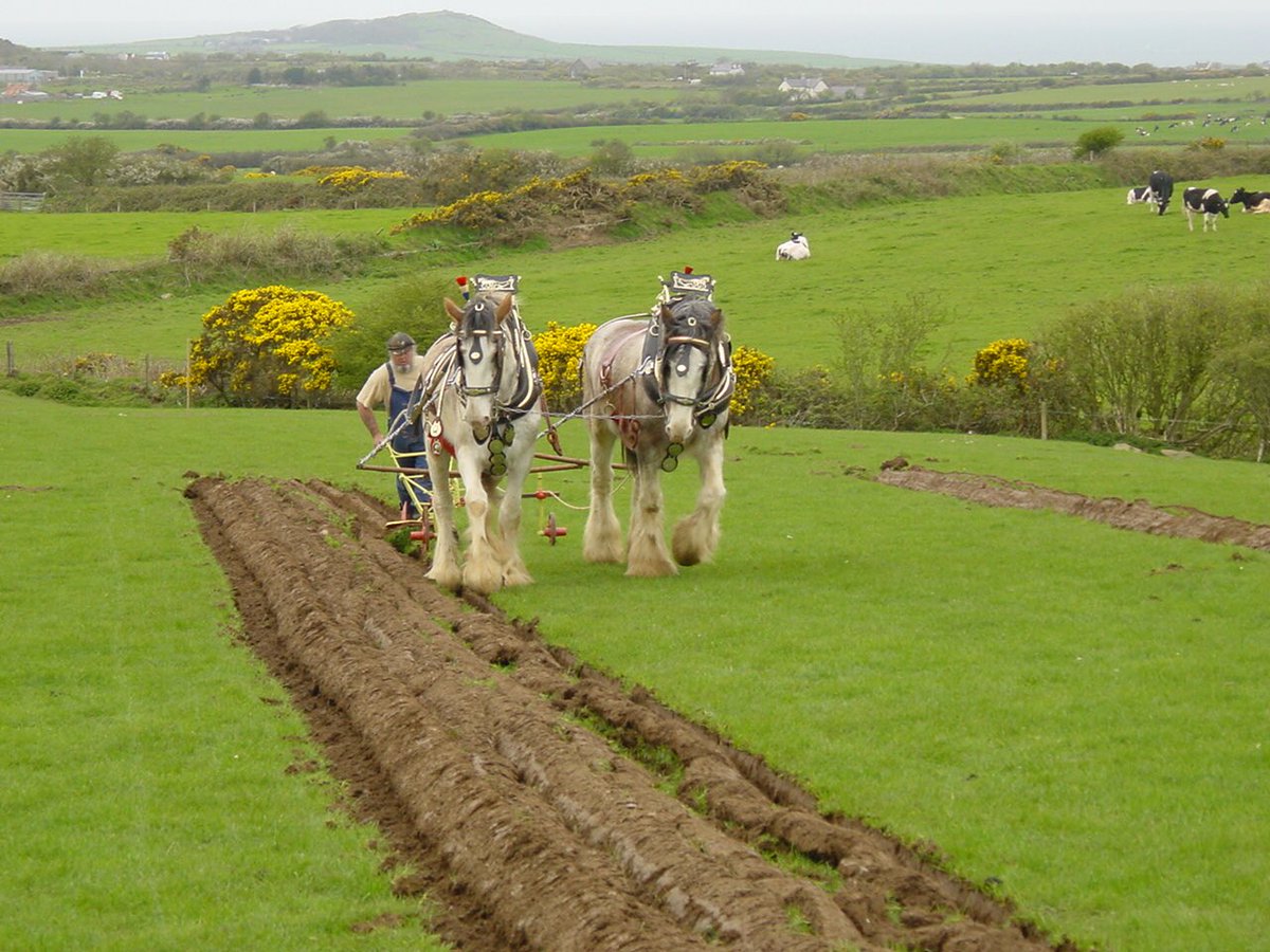 petergwyn's tweet photo. Sarn, Gwynedd 27/4/2002 - Nid ar redeg y mae aredig / Not upon the run is the ploughing done. #rasus #aredig #ploughing #match #farming #ffermio #llyn #agriculture #horses #horsepower https://t.co/JmYp1dvGGH