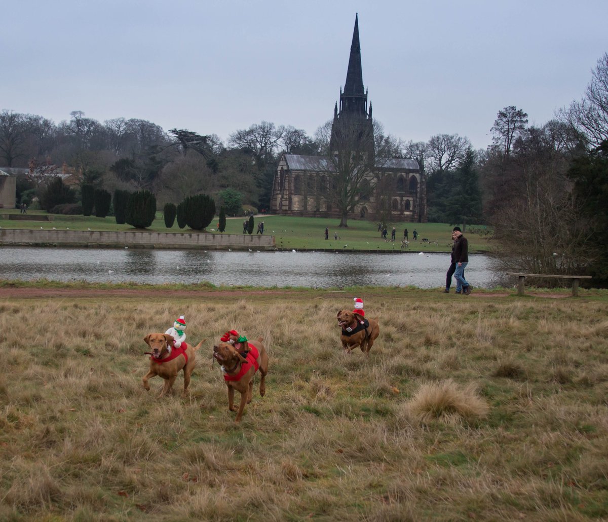 samjc001's tweet photo. @nationaltrust Lovely walk today at Clumber Park with the dogs in their festive costumes. https://t.co/vdlF9BTUl8