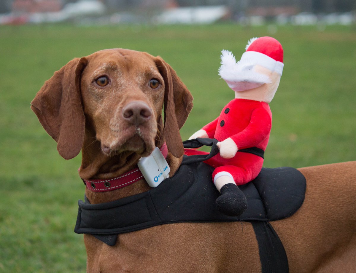 samjc001's tweet photo. @nationaltrust Lovely walk today at Clumber Park with the dogs in their festive costumes. https://t.co/vdlF9BTUl8
