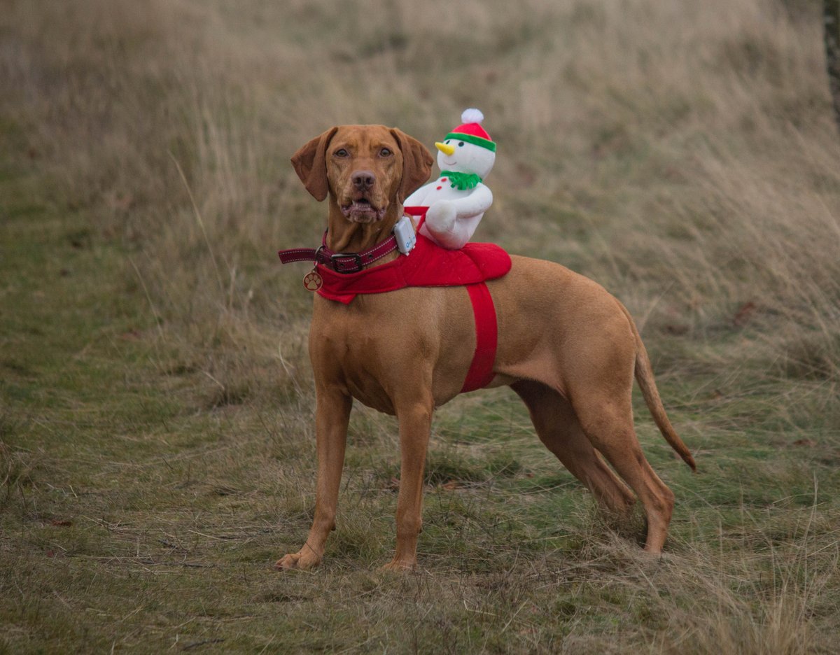 samjc001's tweet photo. @nationaltrust Lovely walk today at Clumber Park with the dogs in their festive costumes. https://t.co/vdlF9BTUl8