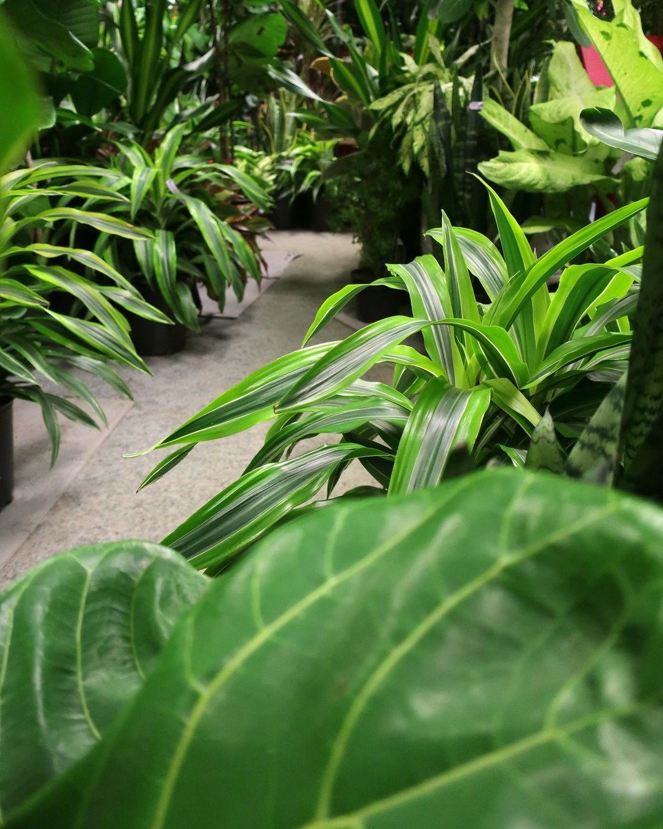 TheChelseaGC's tweet photo. Both of our locations are closed today so all of our #Plants can spend some much needed time with their #PlantFamilies.  We'll be open again tomorrow, or you can shop our #houseplants online 24/7! https://t.co/7C3gyZAeWp