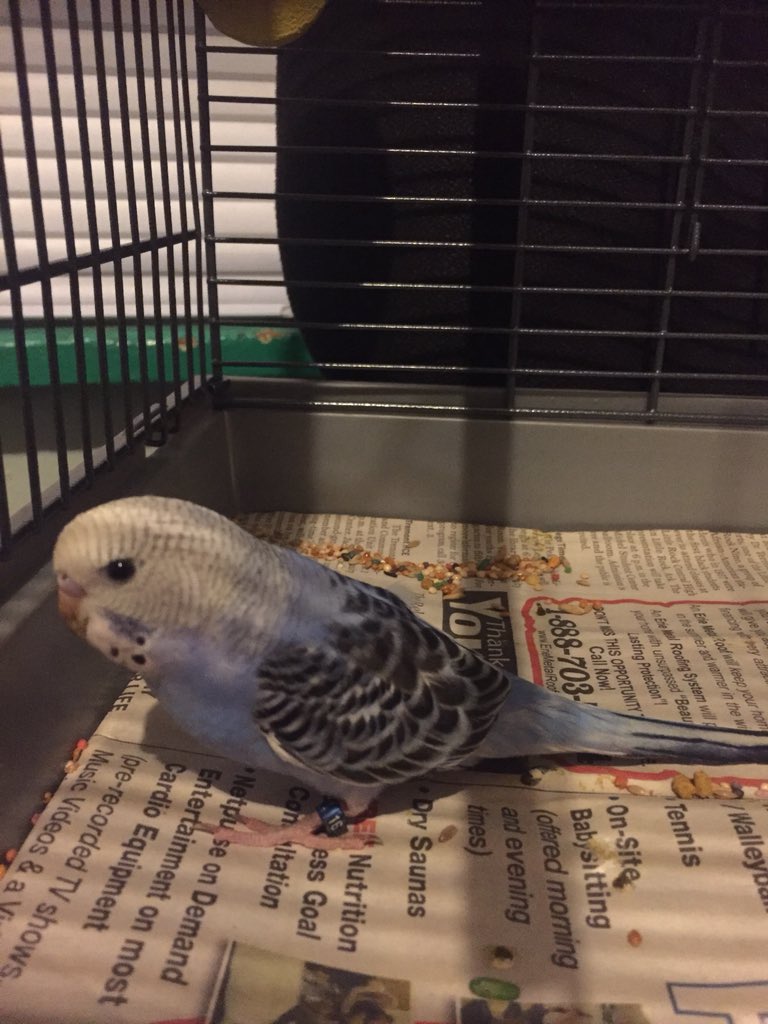 CherryC22565720's tweet photo. @JaidenAnimation Happy, Late, Day Before Christmas, Day, Hope You All Had Or Is Having A Merry Christmas And For My Christmas, I Got A Bird, I Don Know It’s Gender But I Named It Pepper And It’s A Baby Blue Baby Parakeet (Forgot To Add The Photo Of Pepper ŌwŌ;;;) https://t.co/iAEiPsWILw