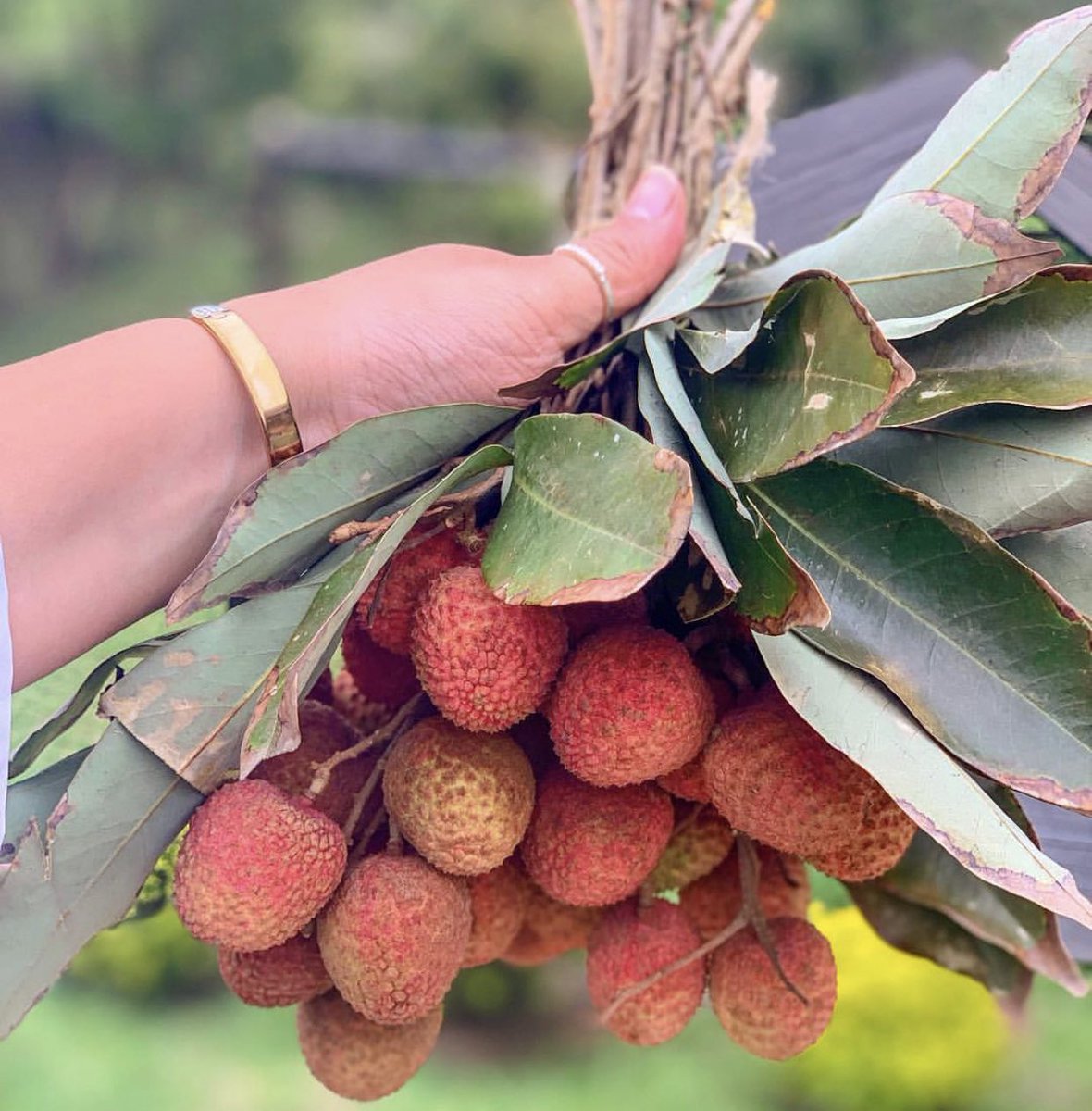 You know it’s the Festive season in #Durban when you see these being sold on the road