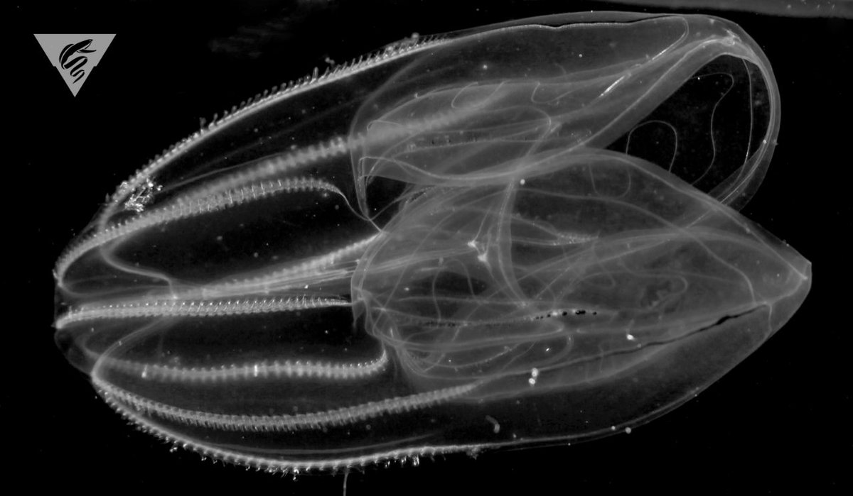 MBARI_News's tweet image. The #DEEPC team is comparing the physiology, proteins, and genes of individual comb jellies that live at the extremes of the depth range (surface to #deepsea) to learn about their #evolution: ow.ly/9RSP30n3hQ9