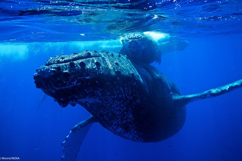 Prohibir la caza de #ballenas ha sido crucial para recuperar algunas de sus poblaciones. Pero aún 6 de las 13 especies siguen bajo amenaza.
¡No es momento de retroceder! 
Demos máxima protección a estos magníficos mamíferos.