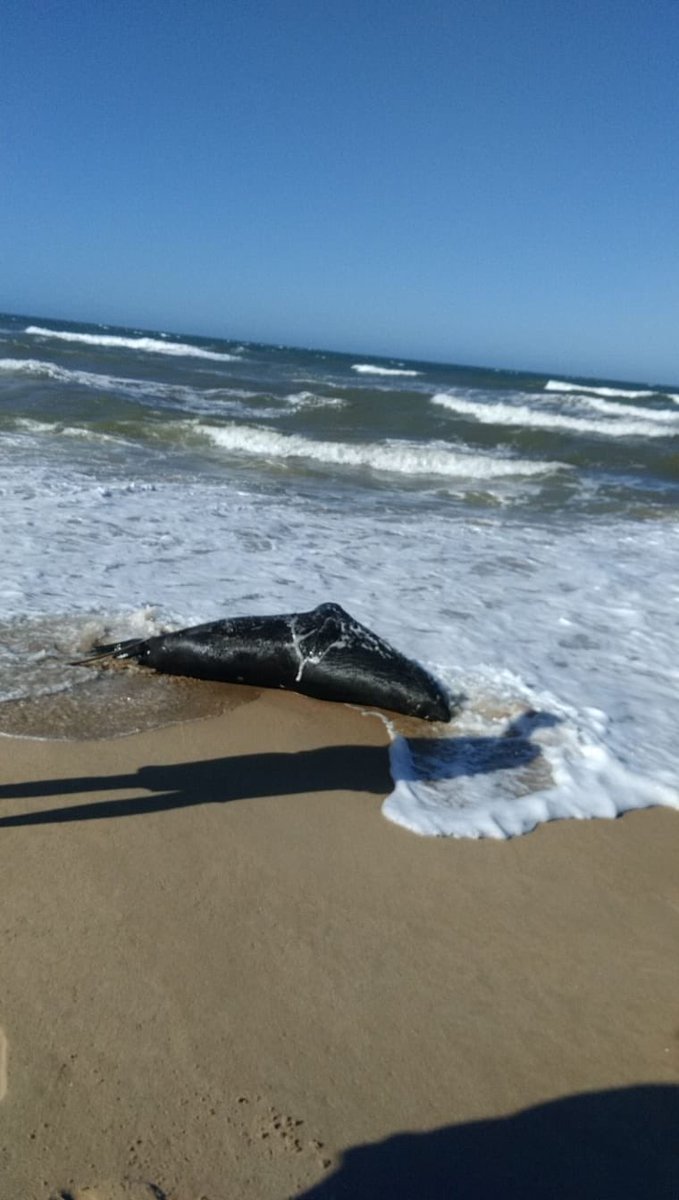 CarolAviaga's tweet photo. Siguen apareciendo lobos muertos en la “Juanita”...cerca de la Boya José Ignacio.(Esta foto es de esta tarde) Mañana a las 11hs tenemos sesión Extraordinaria de Comisión Medio Ambiente del Senado...espero autoridades citadas comparezcan. https://t.co/x30D7lxRbZ