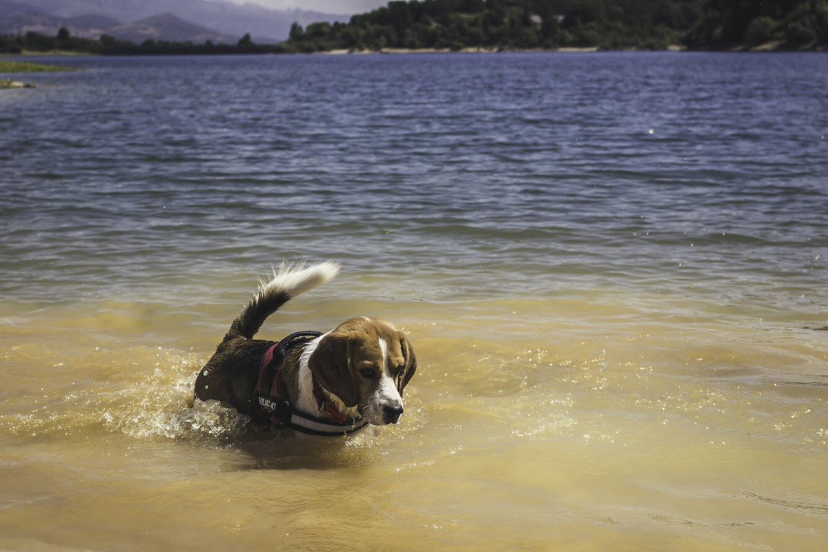 Dobbyelbeagle's tweet photo. #dobby #dobbyelbeagle #beagle #beaglegram #beagleofinstagram #instadog #petofinstagram #dogsofinstagram #doglover #beaglelover #nature #photoshoot #photooftheday #naturephotography #dog #perro https://t.co/j44dj47p8e