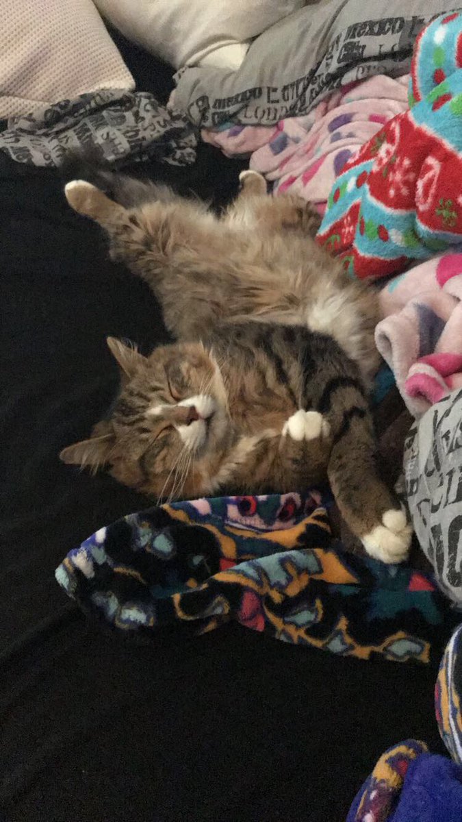 Steph_Renee22's tweet photo. Look at him and tell me you’re not a cat person I dare ya https://t.co/D5JNIHuFQA