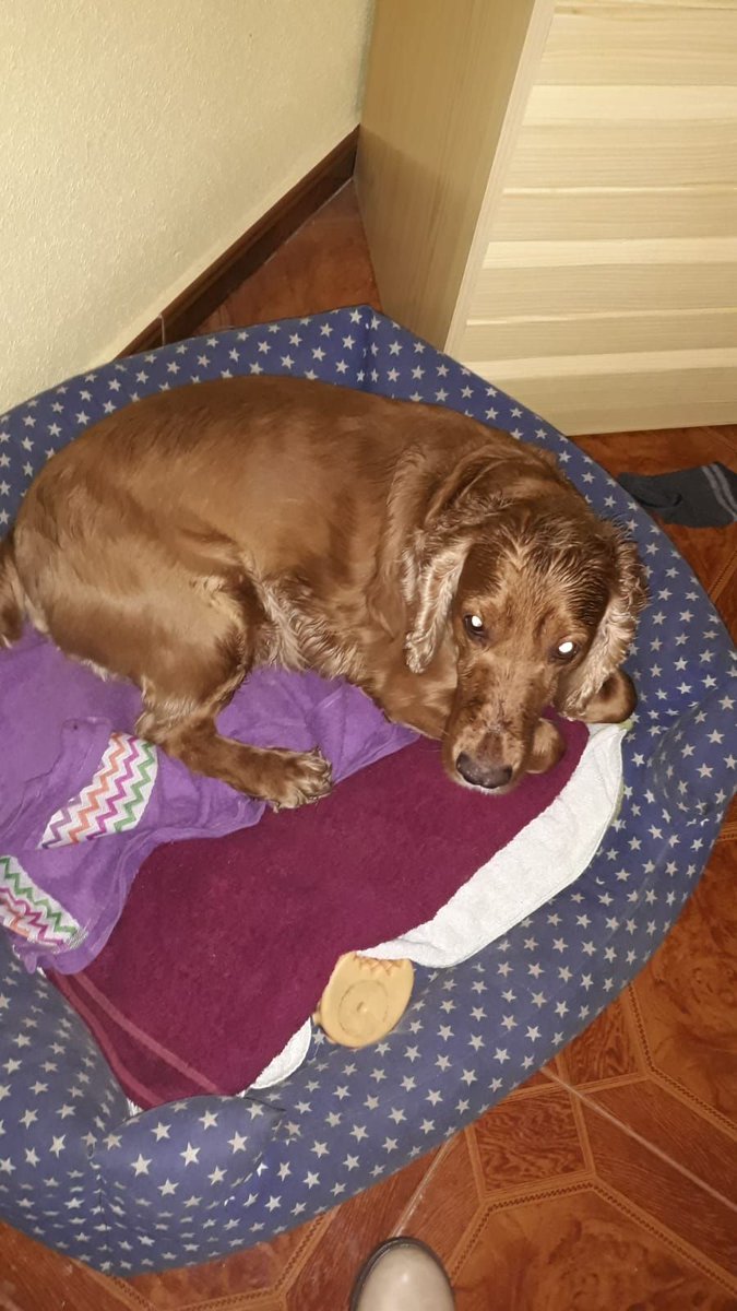 Se regala perrito cóquer de 4 años porque su dueña no puede cuidarlo. Si conocéis a alguien que lo quiera, decidme. Por favor, RT.