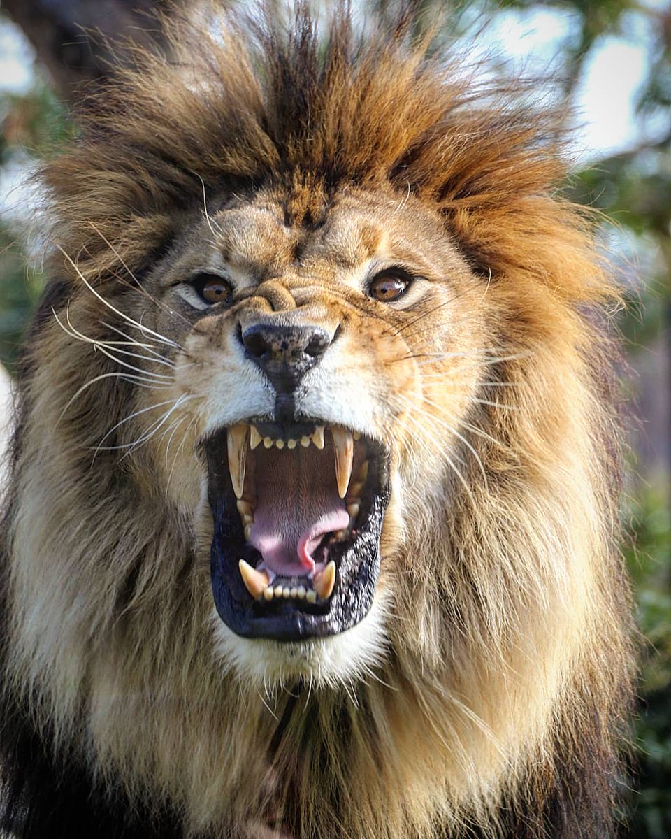 Run Swim Shingo ソラ 百獣の王 迫力があります ズーラシア アフリカライオン ライオン Lion Run Swim Shingo ソラ 百獣の王 迫力があります ズーラシア アフリカライオン ライオン Lion