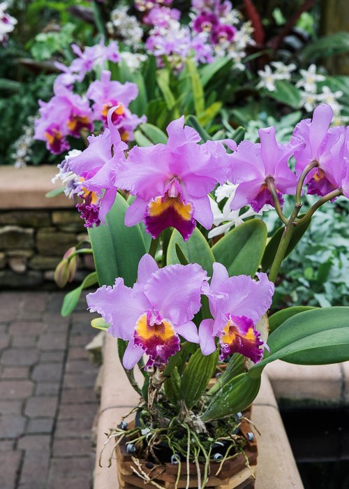 We still got a few days left for 2018, so here's some cattleyas for you #orchid #flowers