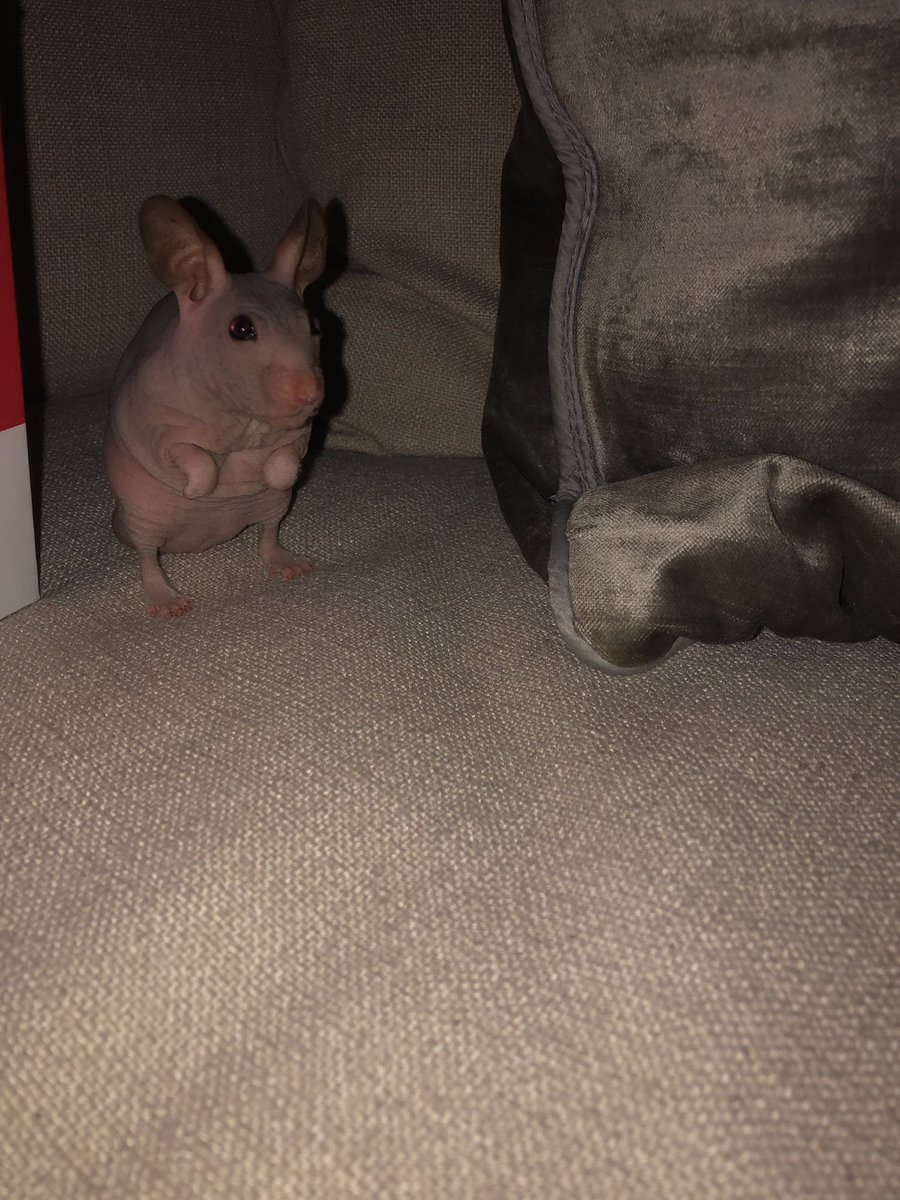 metamorphocise's tweet photo. I just got a hamster do y’all like him https://t.co/TZ7D7gcFXf